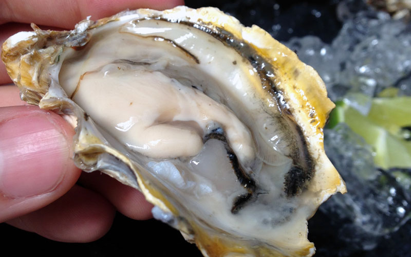 Como comer ostras cruas sem frescura